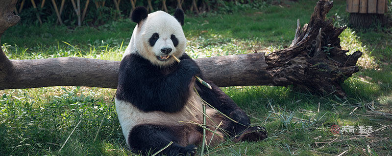 大熊貓為什麼是國寶 為什麼把熊貓定為國寶