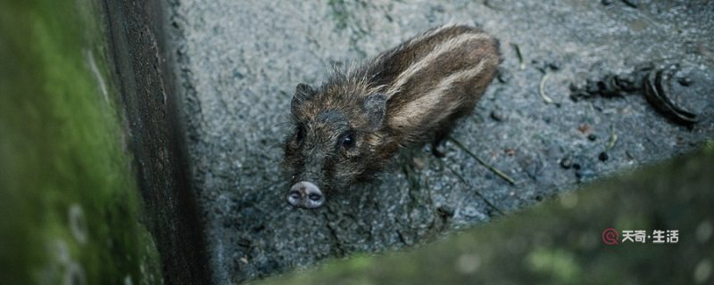 野猪怕什么如何赶野猪 赶走野猪的方法有哪些