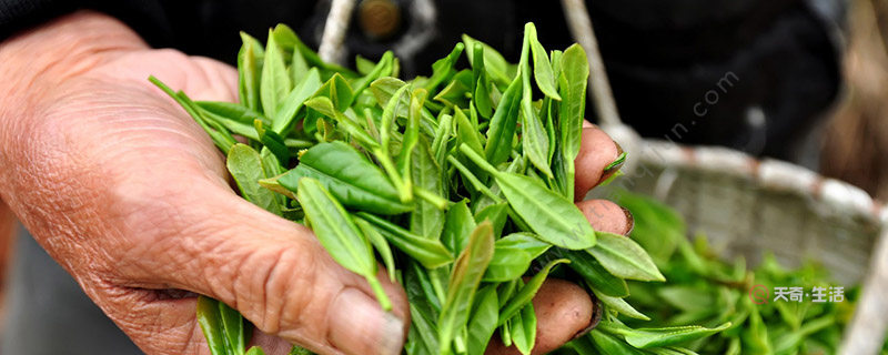 弥勒禅茶,余姚瀑布仙茗,奉化曲毫茶,四明龙尖望海茶,望府茶,奉化小