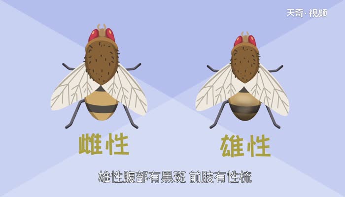 果蝇腹部简图图片