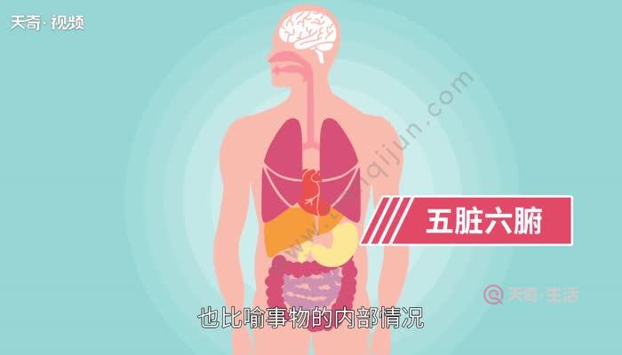 五臟六腑指的是什麼 五臟六腑的主要功能