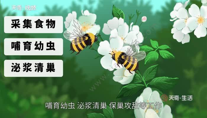 蜜蜂有哪些小知识 关于蜜蜂的小知识还有什么